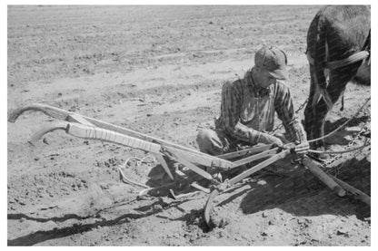 Jack Whinery Plowing with Burros in Pie Town 1940