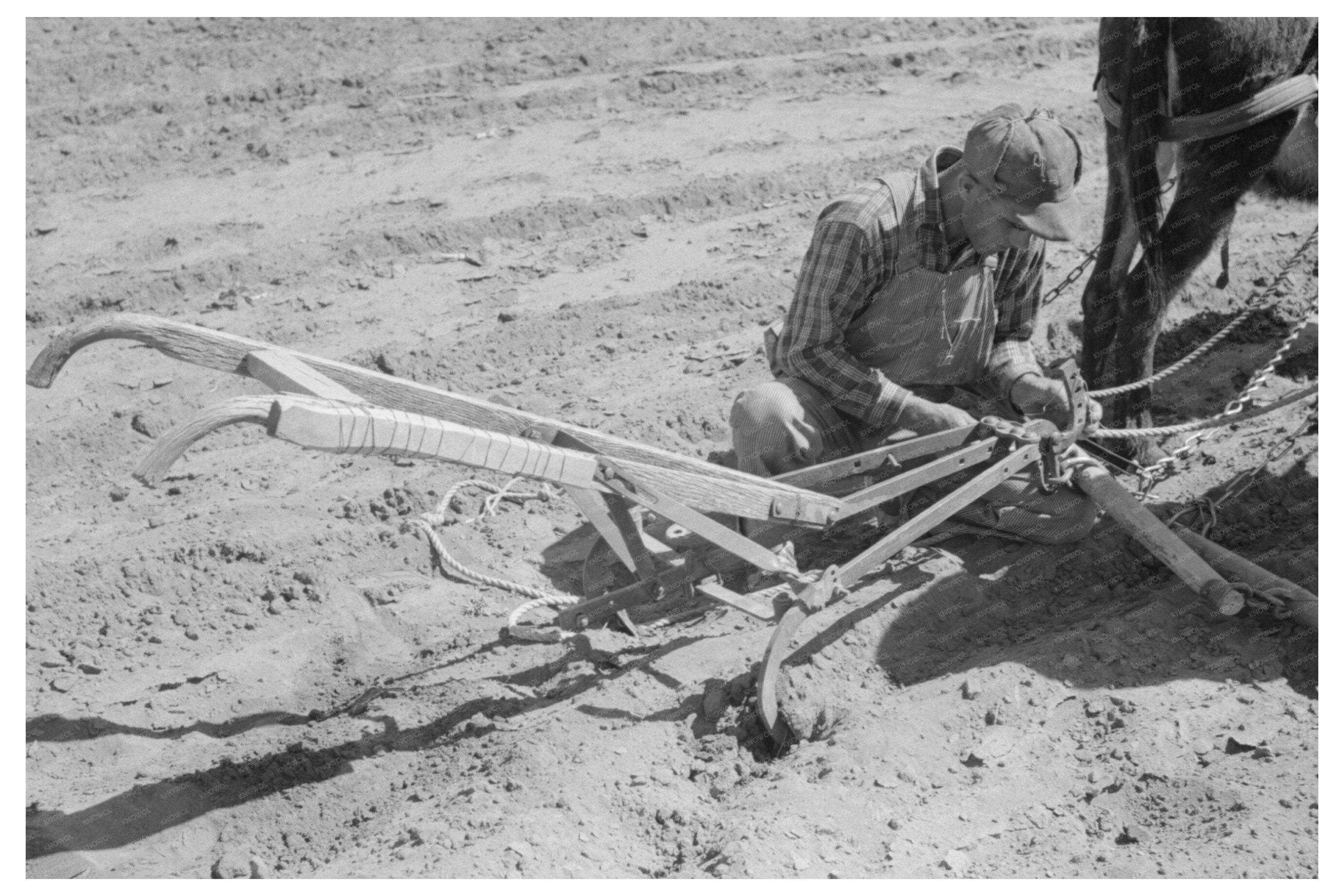 Jack Whinery Hitching Burros to Plow Pie Town New Mexico 1940