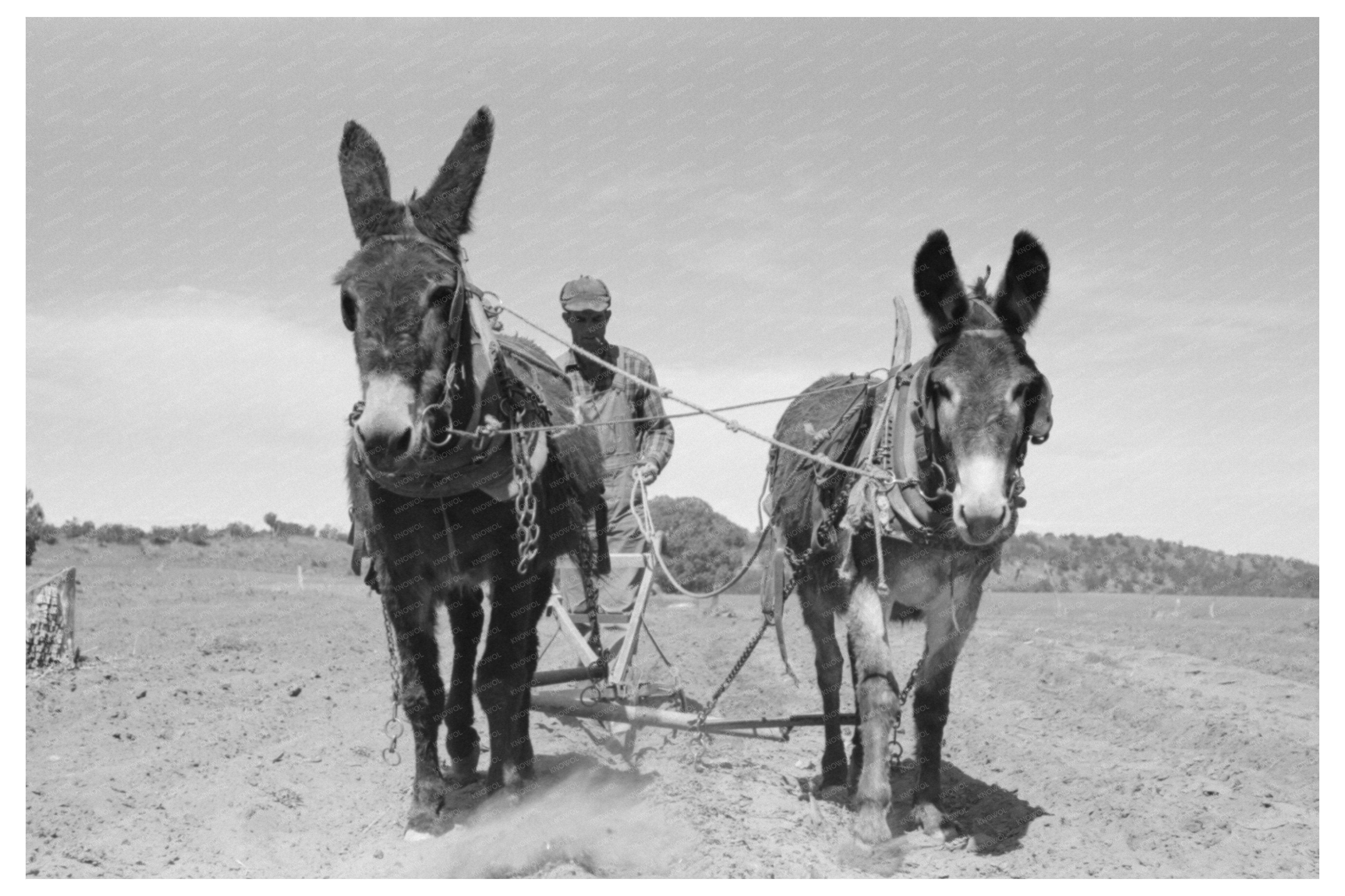 Jack Whinery Plowing with Burros Pie Town New Mexico 1940