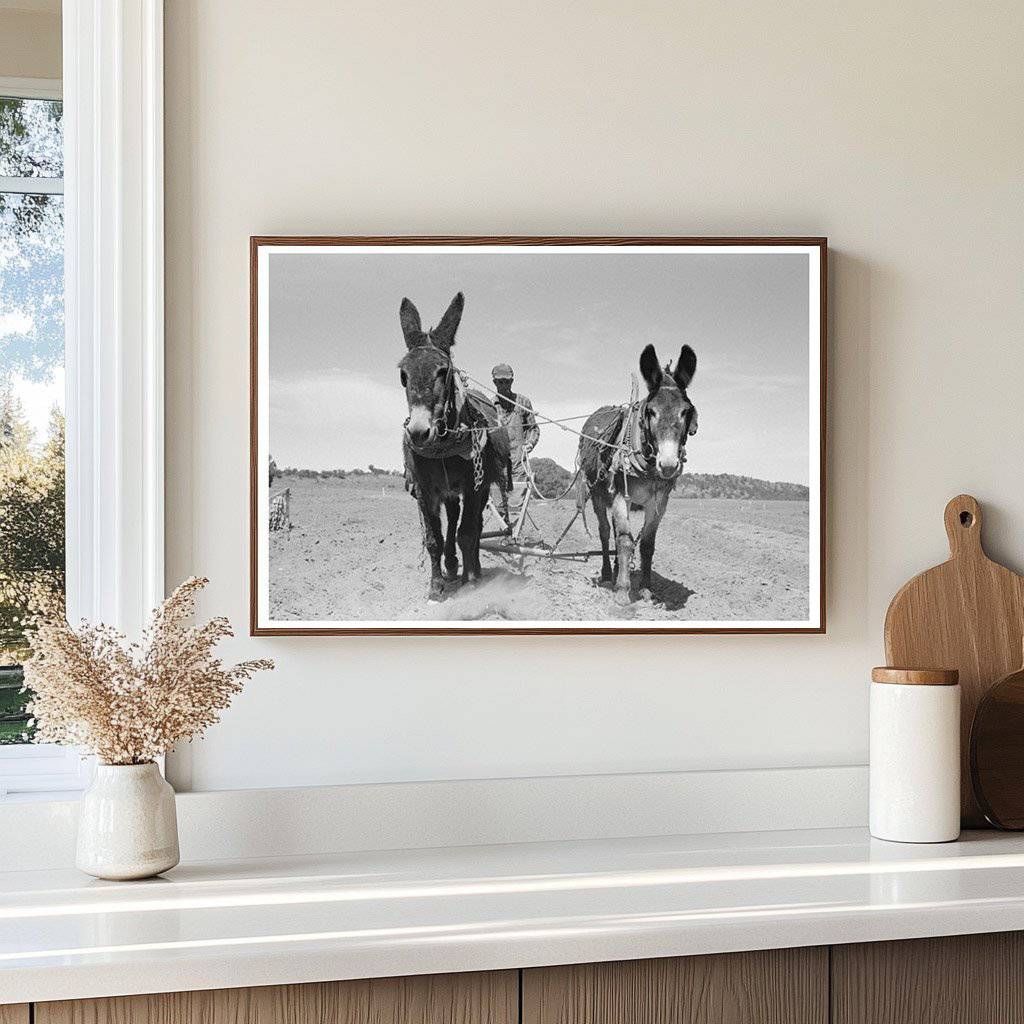 Jack Whinery Plowing with Burros Pie Town New Mexico 1940