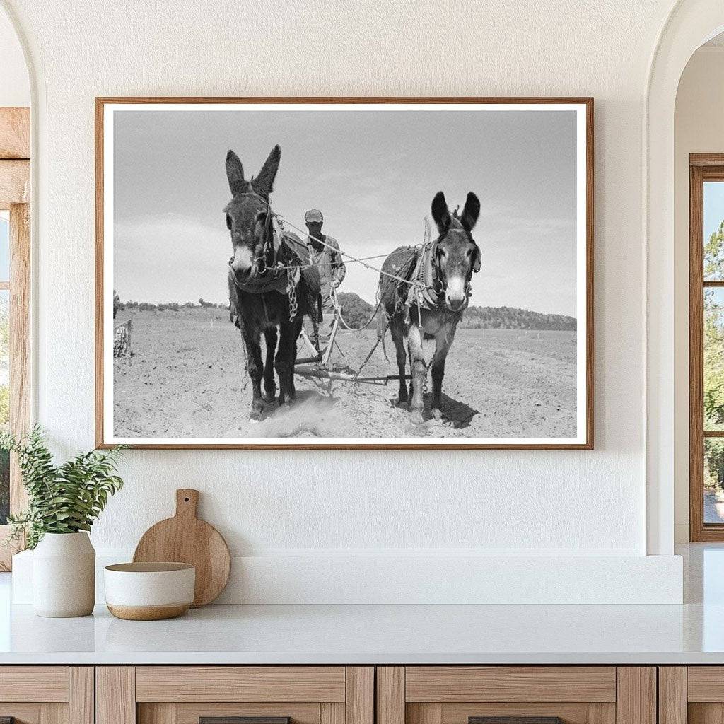 Jack Whinery Plowing with Burros Pie Town New Mexico 1940