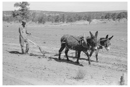 Jack Whinery Plowing with Burros in Pie Town New Mexico 1940