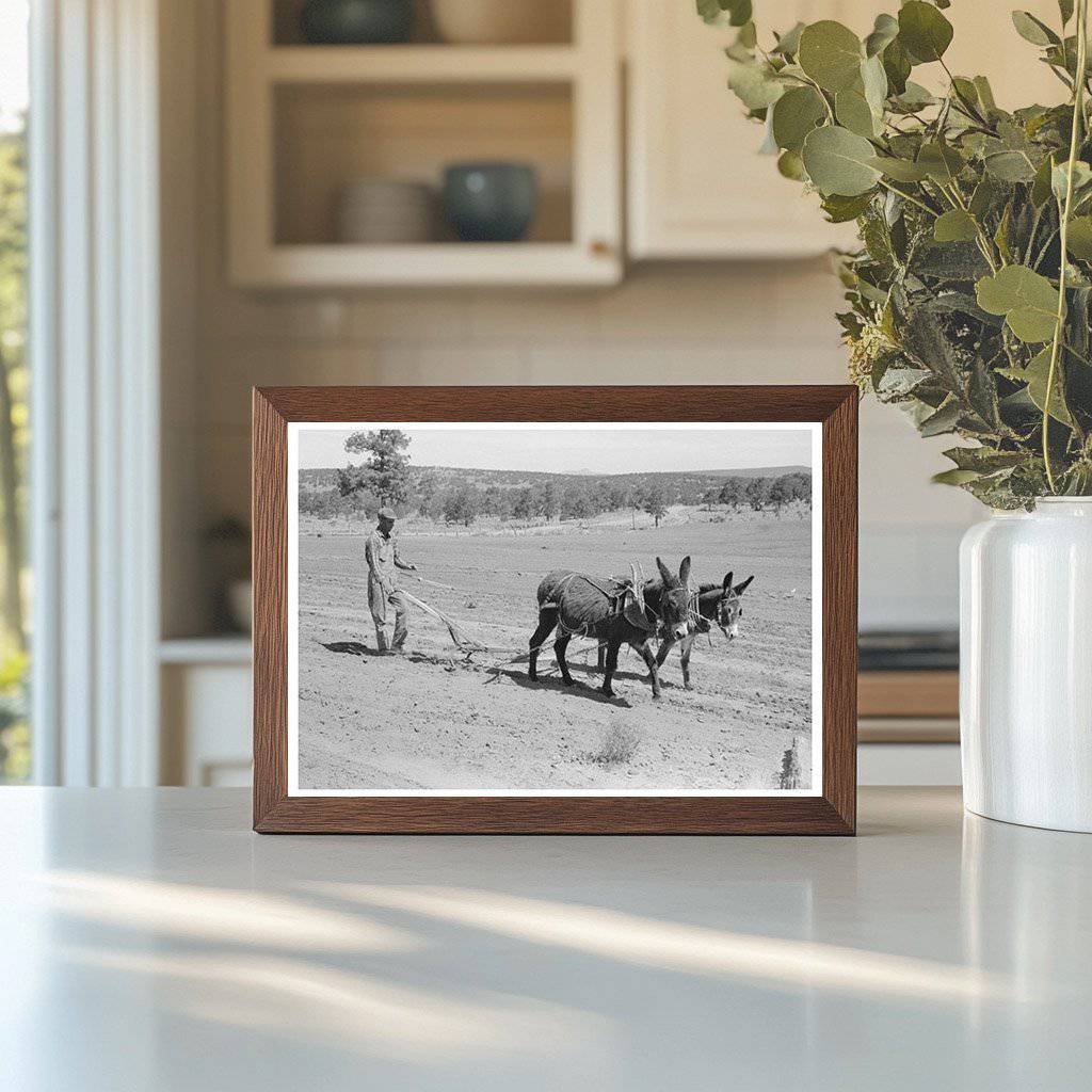 Jack Whinery Plowing with Burros in Pie Town New Mexico 1940