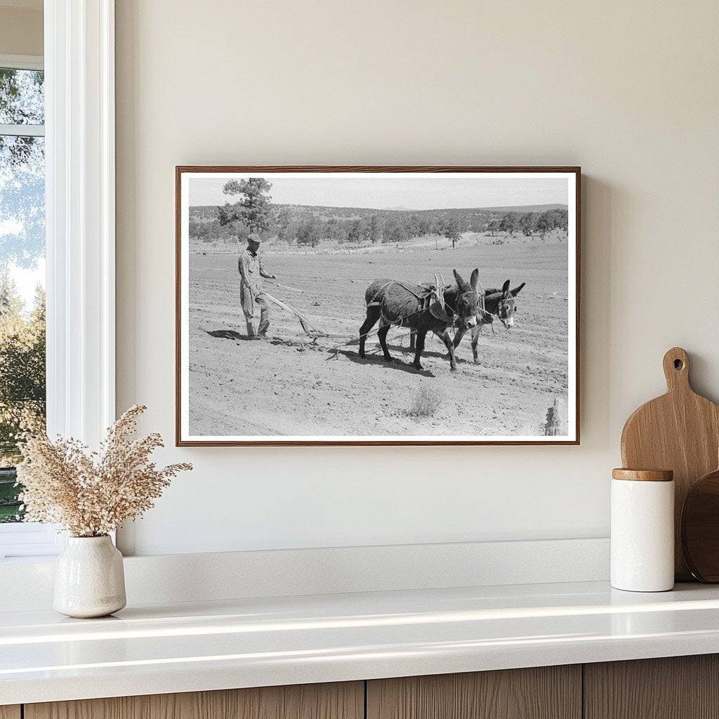 Jack Whinery Plowing with Burros in Pie Town New Mexico 1940