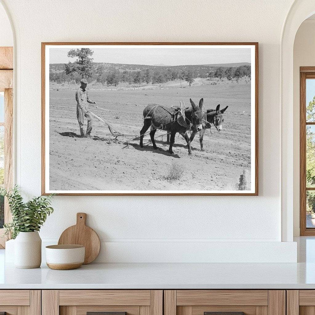 Jack Whinery Plowing with Burros in Pie Town New Mexico 1940