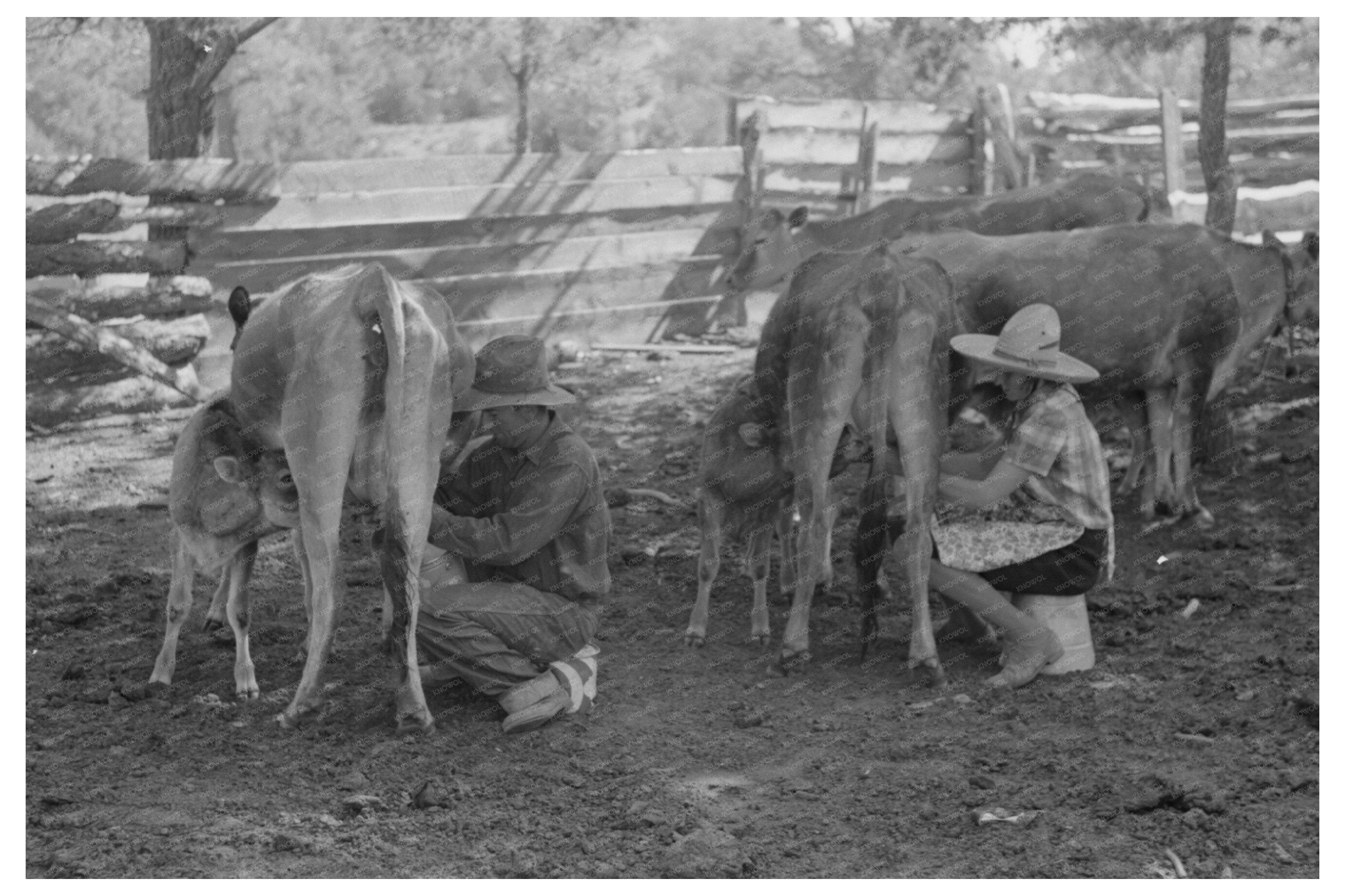 Mrs. Caudill Milking a Cow in Pie Town New Mexico 1940