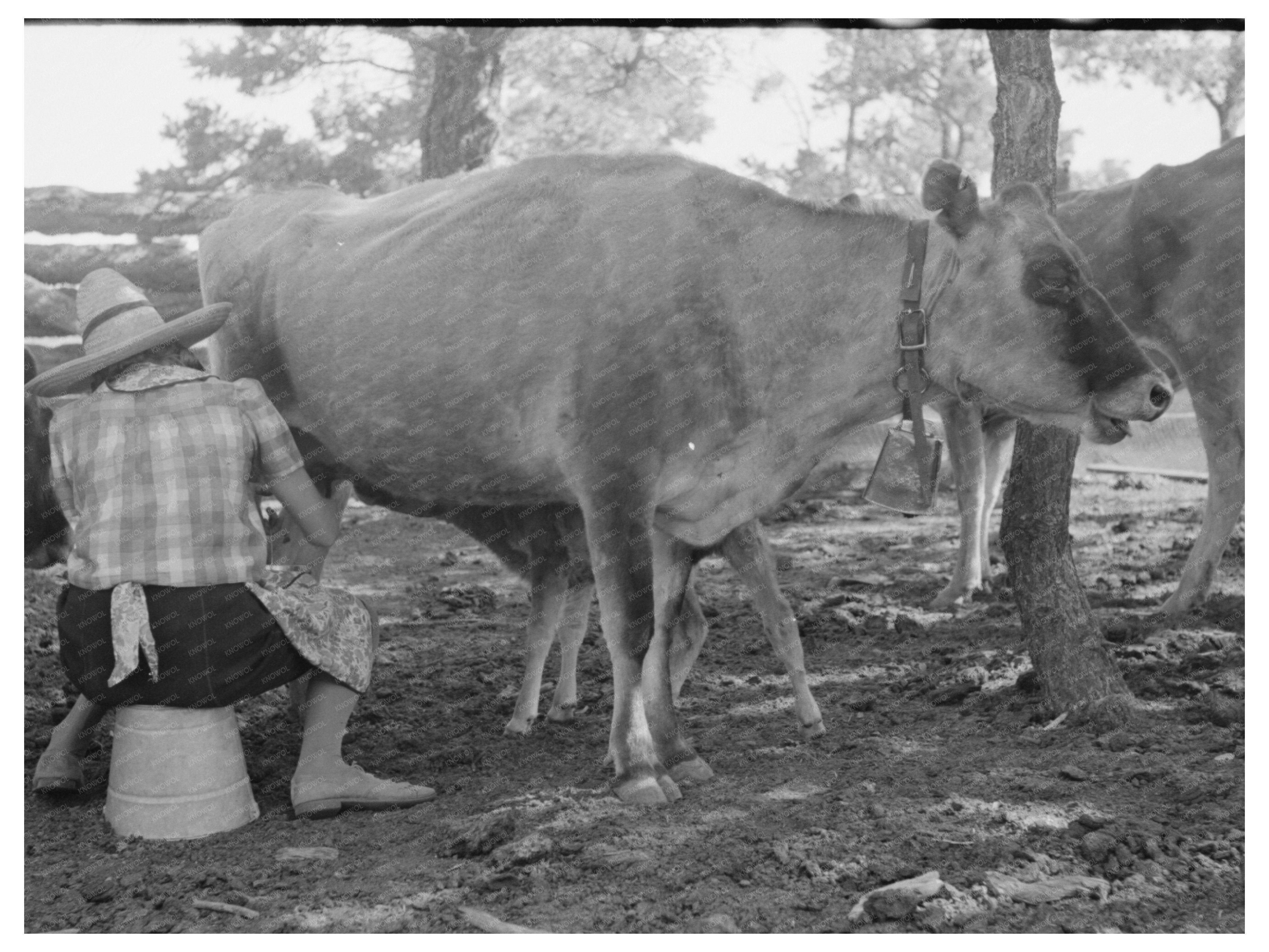 Mrs. Caudill Milking a Cow Pie Town New Mexico 1940