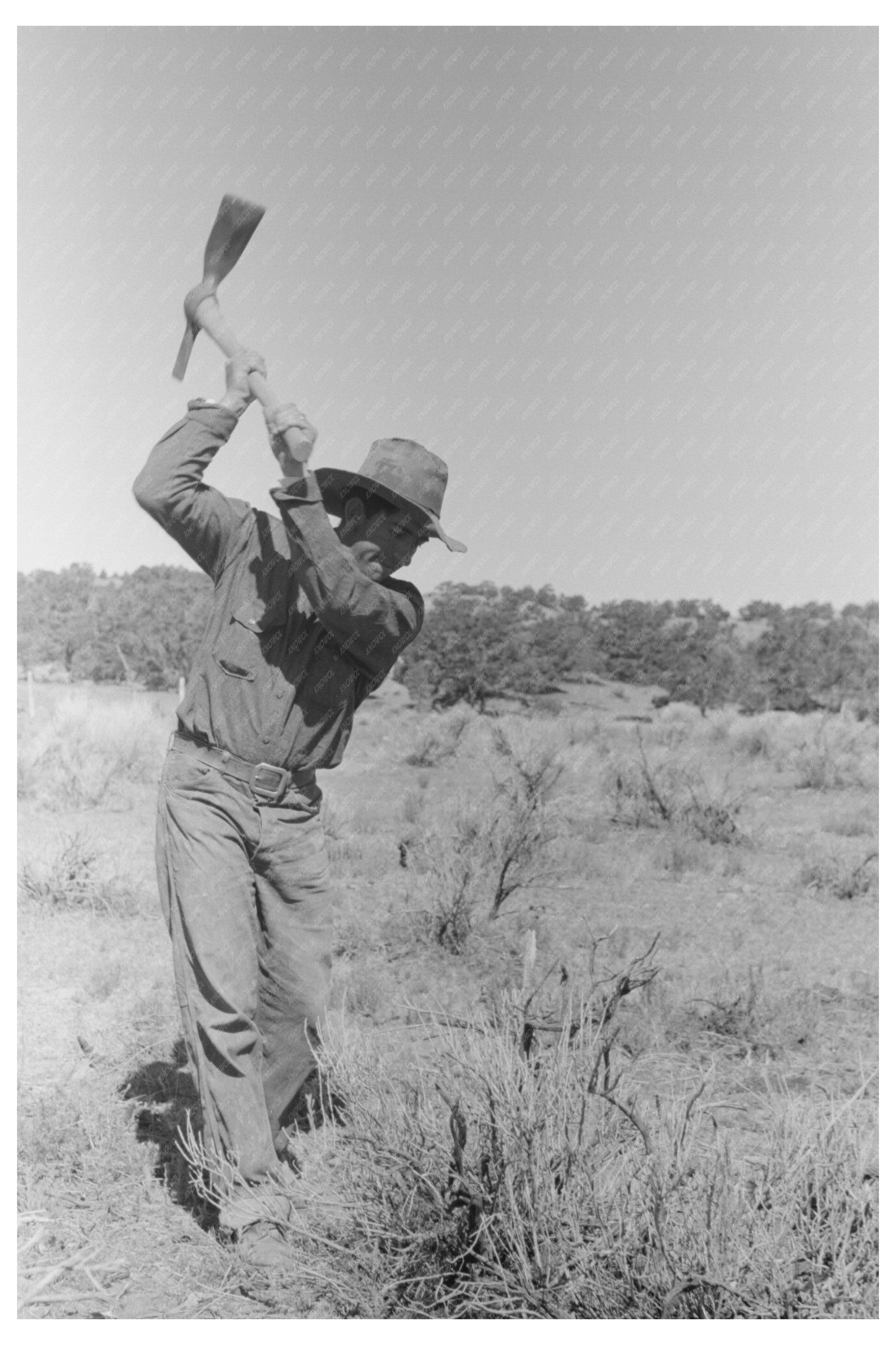 Faro Caudill Grubbing Rabbit Brush Pie Town NM June 1940