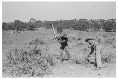 Grubbing Rabbit Brush in Pie Town New Mexico 1940