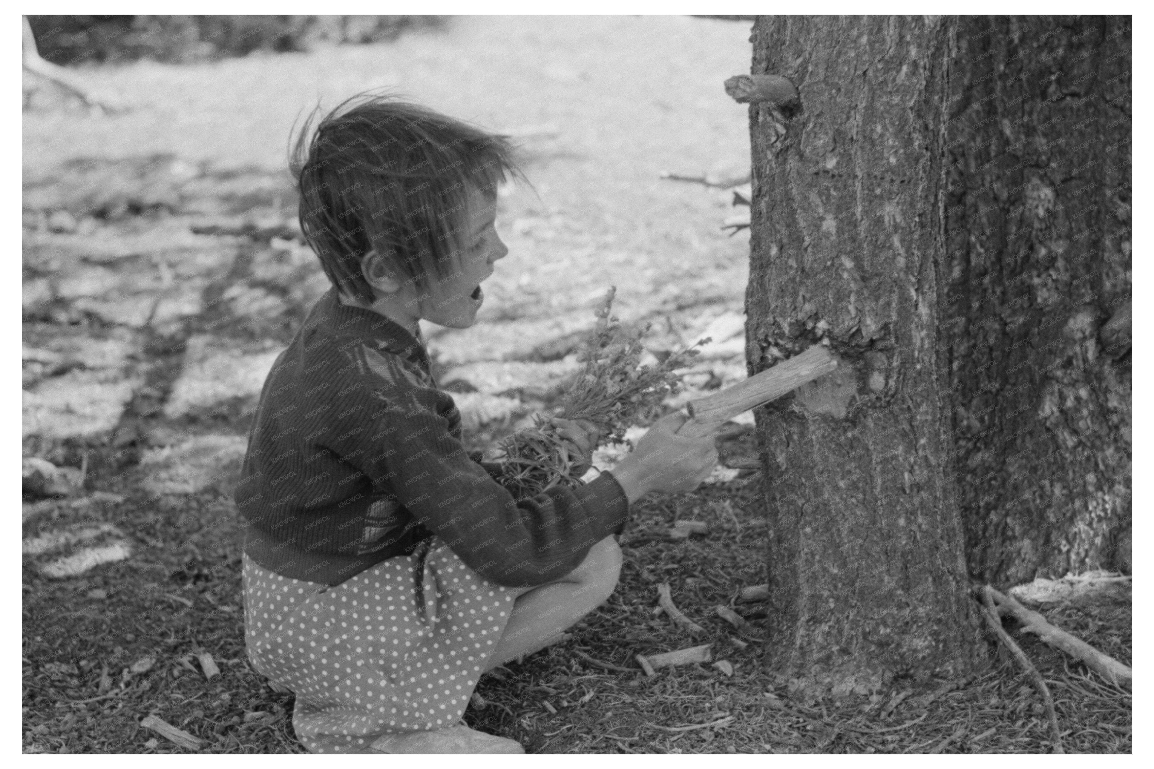 Josie Caudill Extracts Resin in Pie Town New Mexico 1940