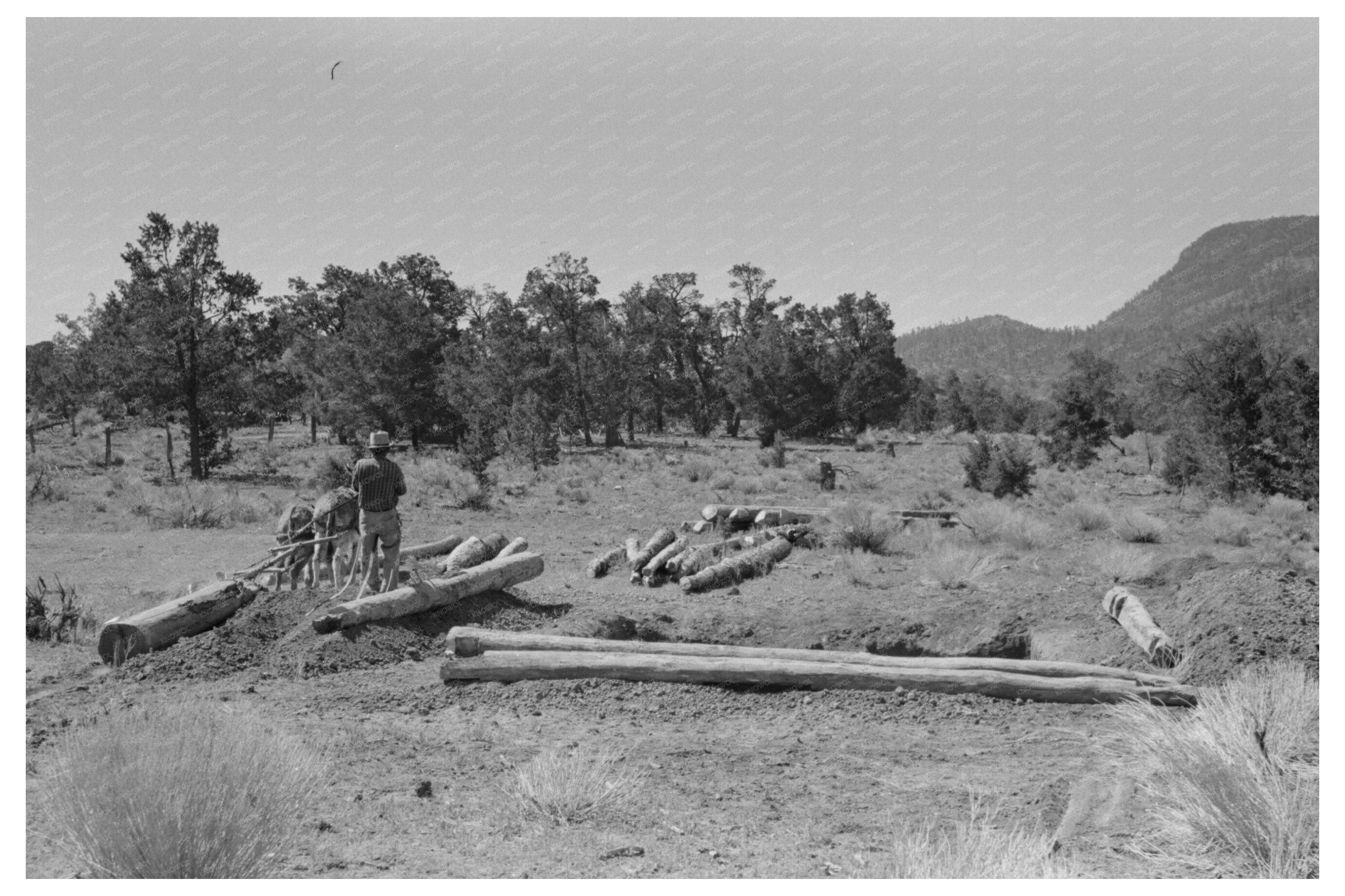 Burros Dragging Logs for Dugout Construction June 1940