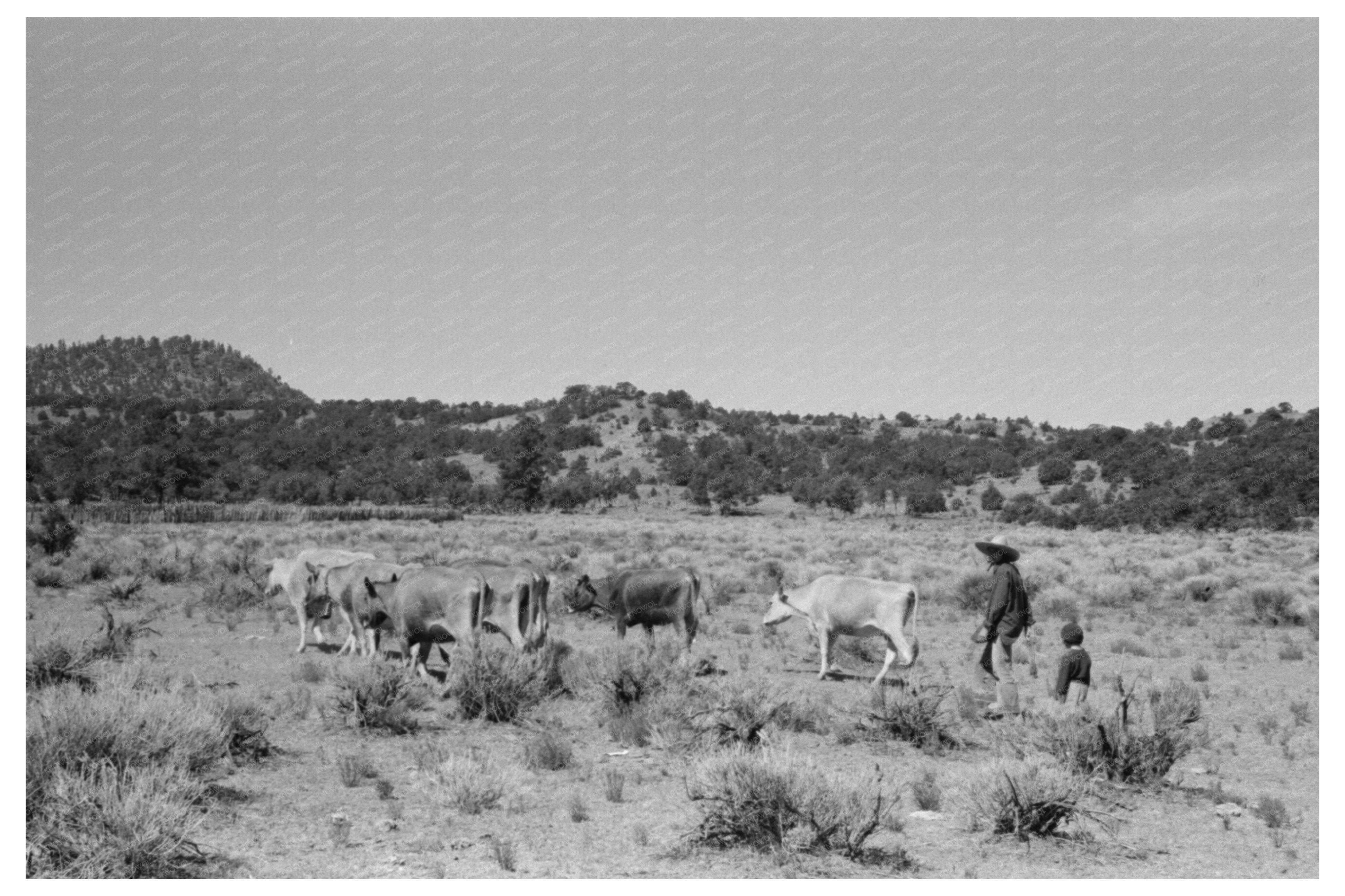 Woman and Daughter Driving Cattle in Pie Town 1940