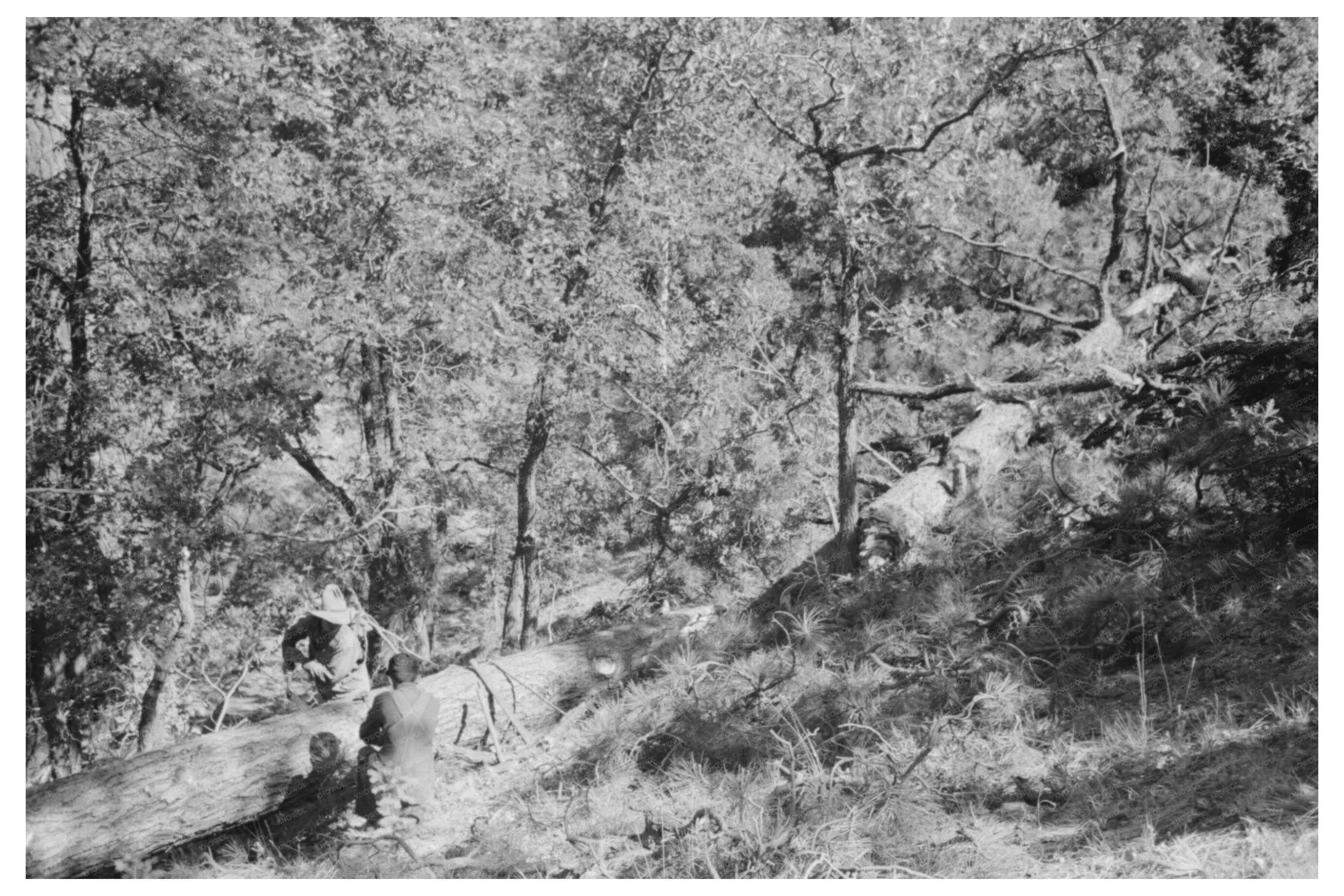 Sawing Trees for Railroad Ties in Pie Town New Mexico 1940