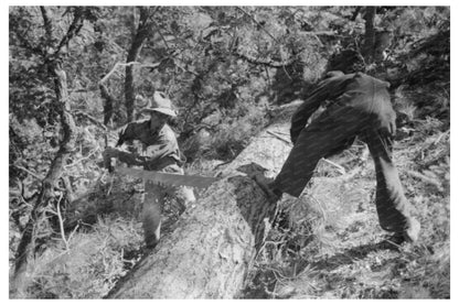 Timber Production in Pie Town New Mexico June 1940