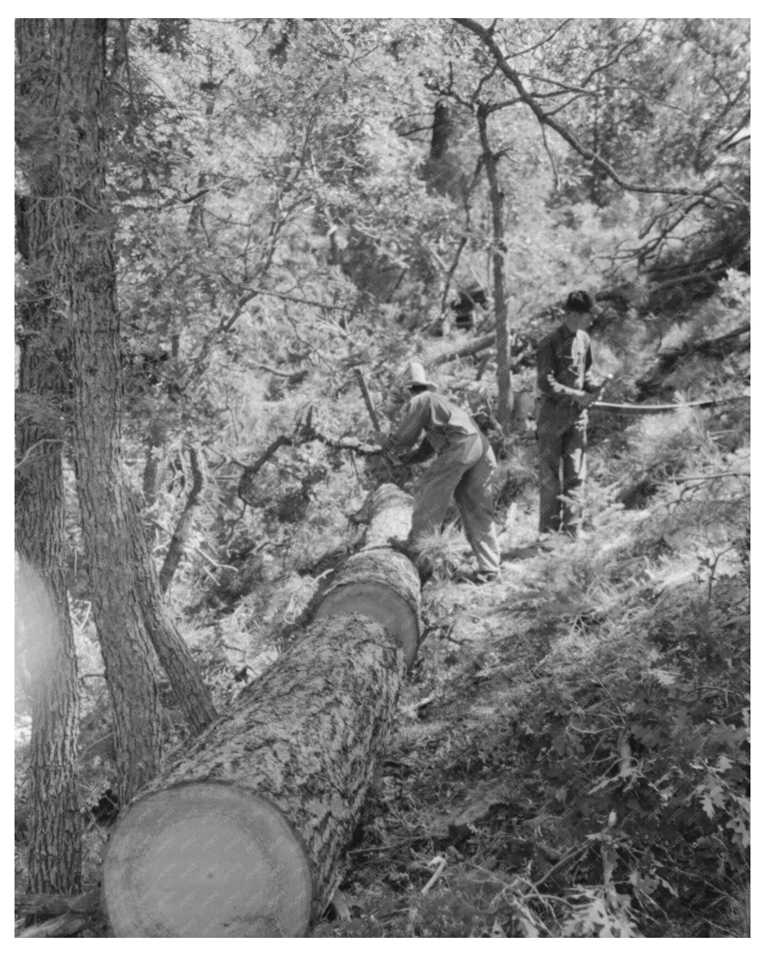 Felled Tree Logs for Railroad Ties Pie Town New Mexico 1940