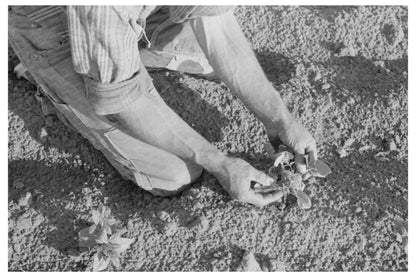 Farmer Examining Bean Plant in Pie Town New Mexico 1940