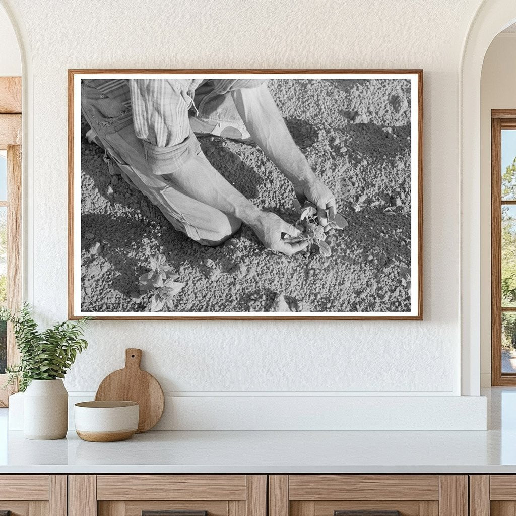 Farmer Examining Bean Plant in Pie Town New Mexico 1940