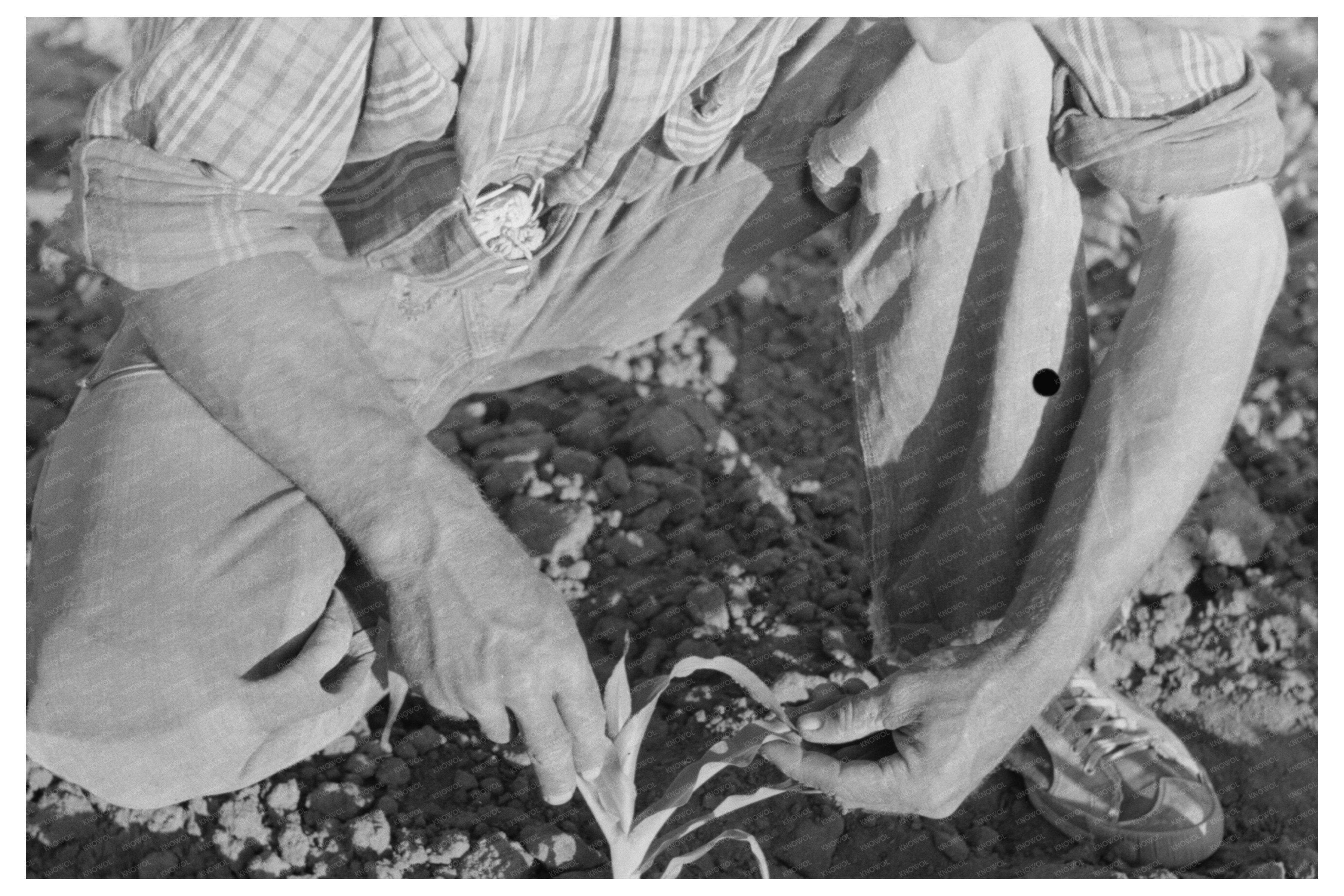 Farmer Examines Corn Plant in Pie Town New Mexico 1940