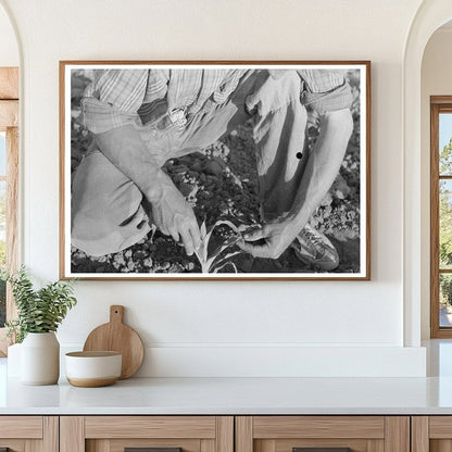 Farmer Examines Corn Plant in Pie Town New Mexico 1940