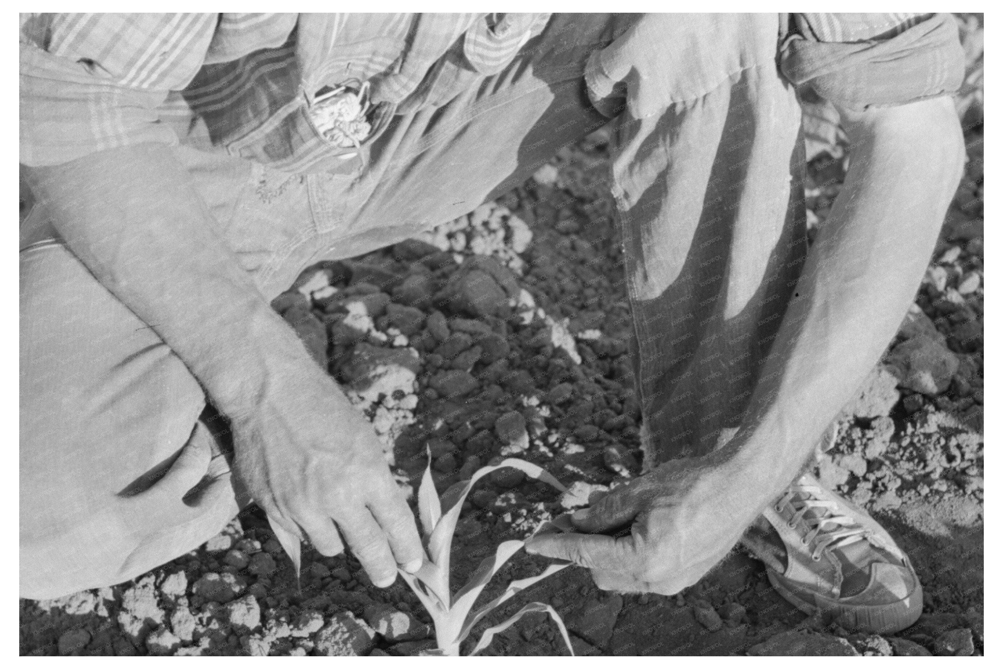 Farmer Inspects Corn Plant Pie Town New Mexico 1940