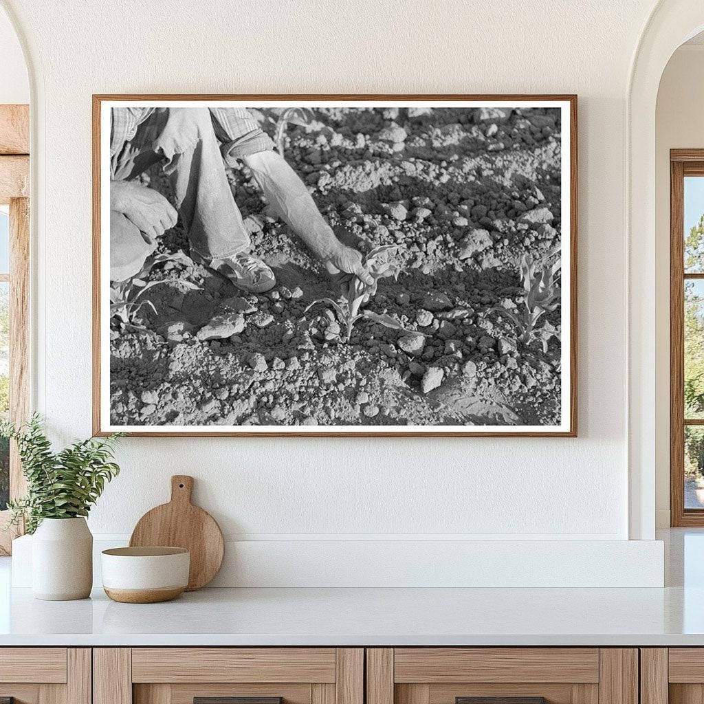 Farmer Examining Corn Plant Pie Town New Mexico 1940