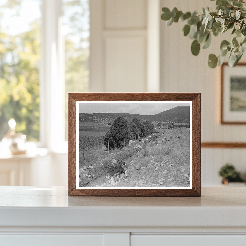 Cattle Grazing by Irrigation Ditch Penasco New Mexico 1940