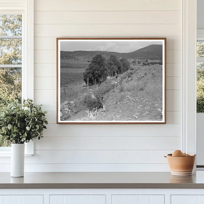 Cattle Grazing by Irrigation Ditch Penasco New Mexico 1940