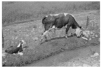 Cows Grazing by Irrigation Ditch Penasco New Mexico 1940