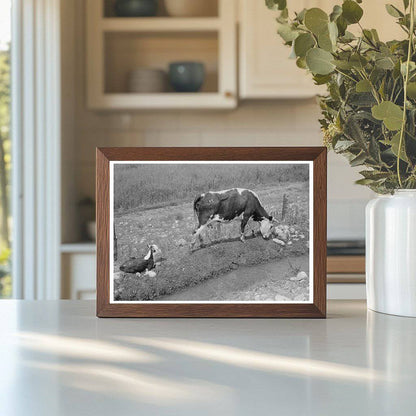 Cows Grazing by Irrigation Ditch Penasco New Mexico 1940