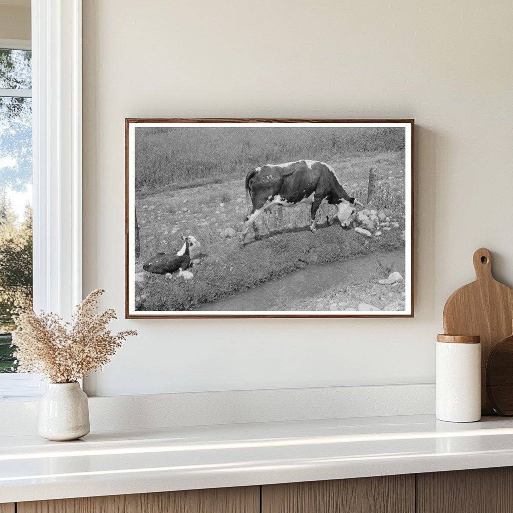 Cows Grazing by Irrigation Ditch Penasco New Mexico 1940