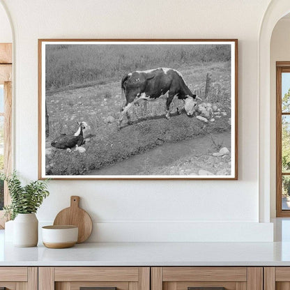 Cows Grazing by Irrigation Ditch Penasco New Mexico 1940