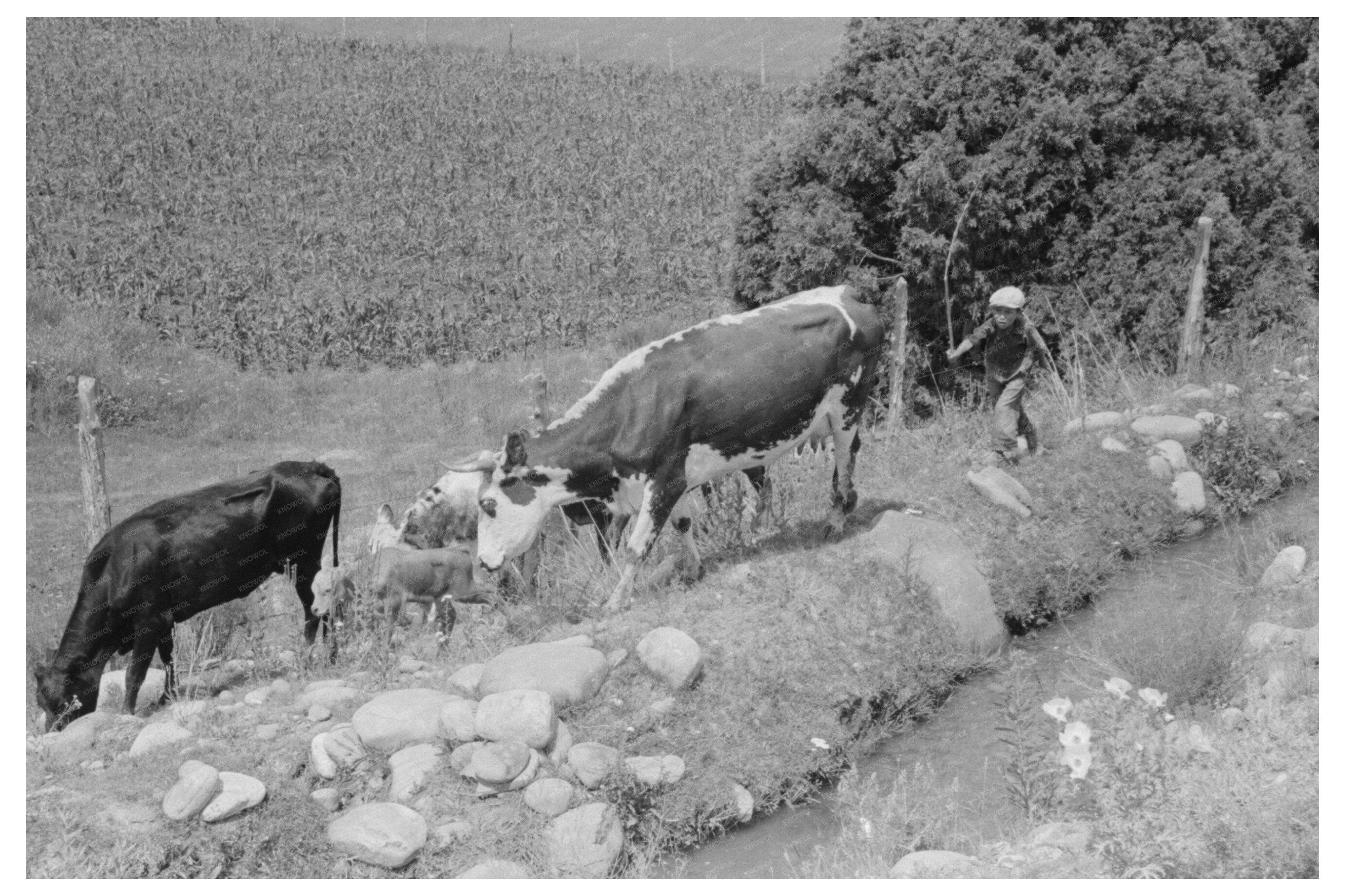 Child Tending Cows in Penasco New Mexico 1940