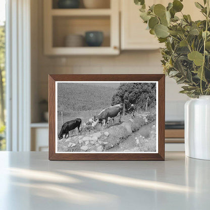 Child Tending Cows in Penasco New Mexico 1940