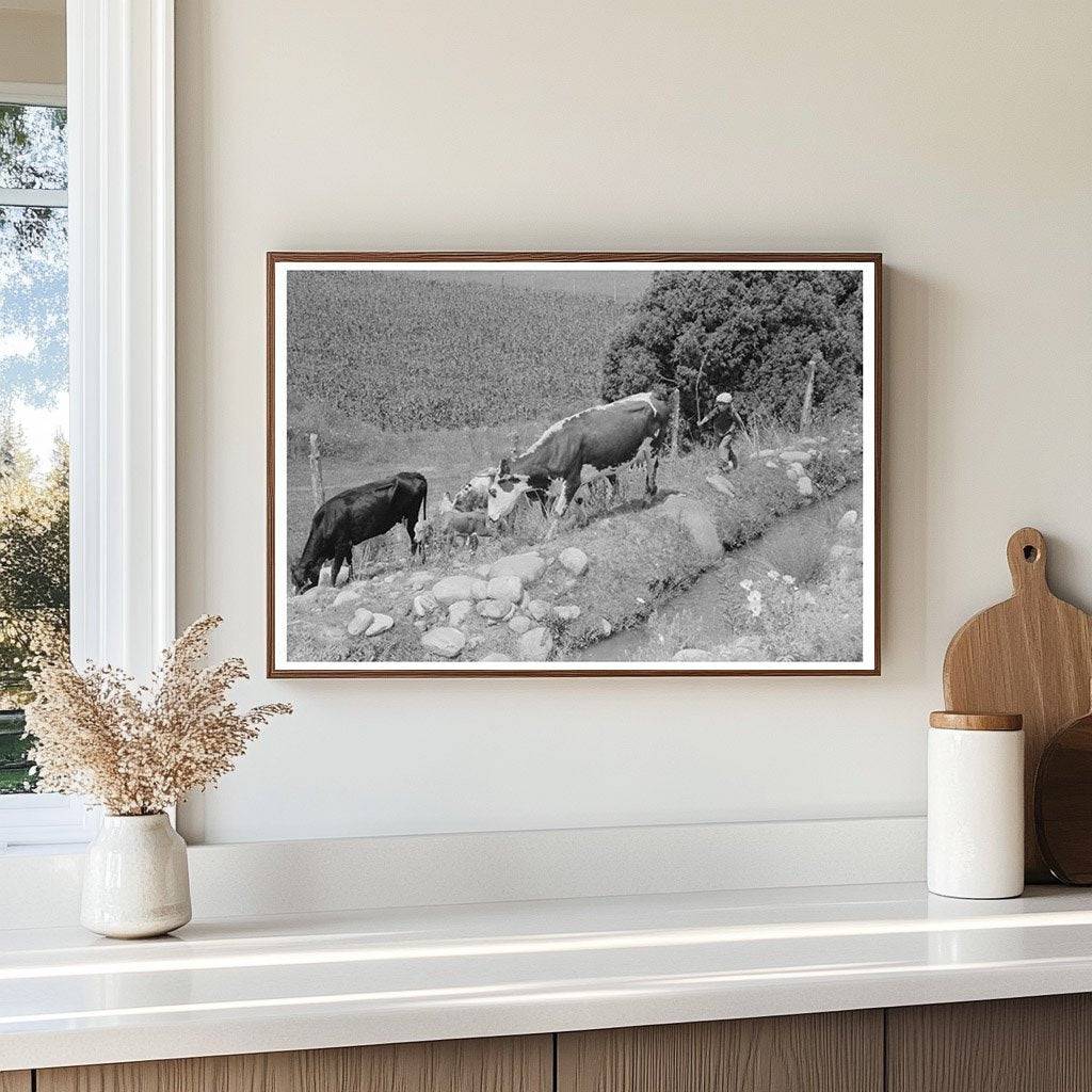 Child Tending Cows in Penasco New Mexico 1940