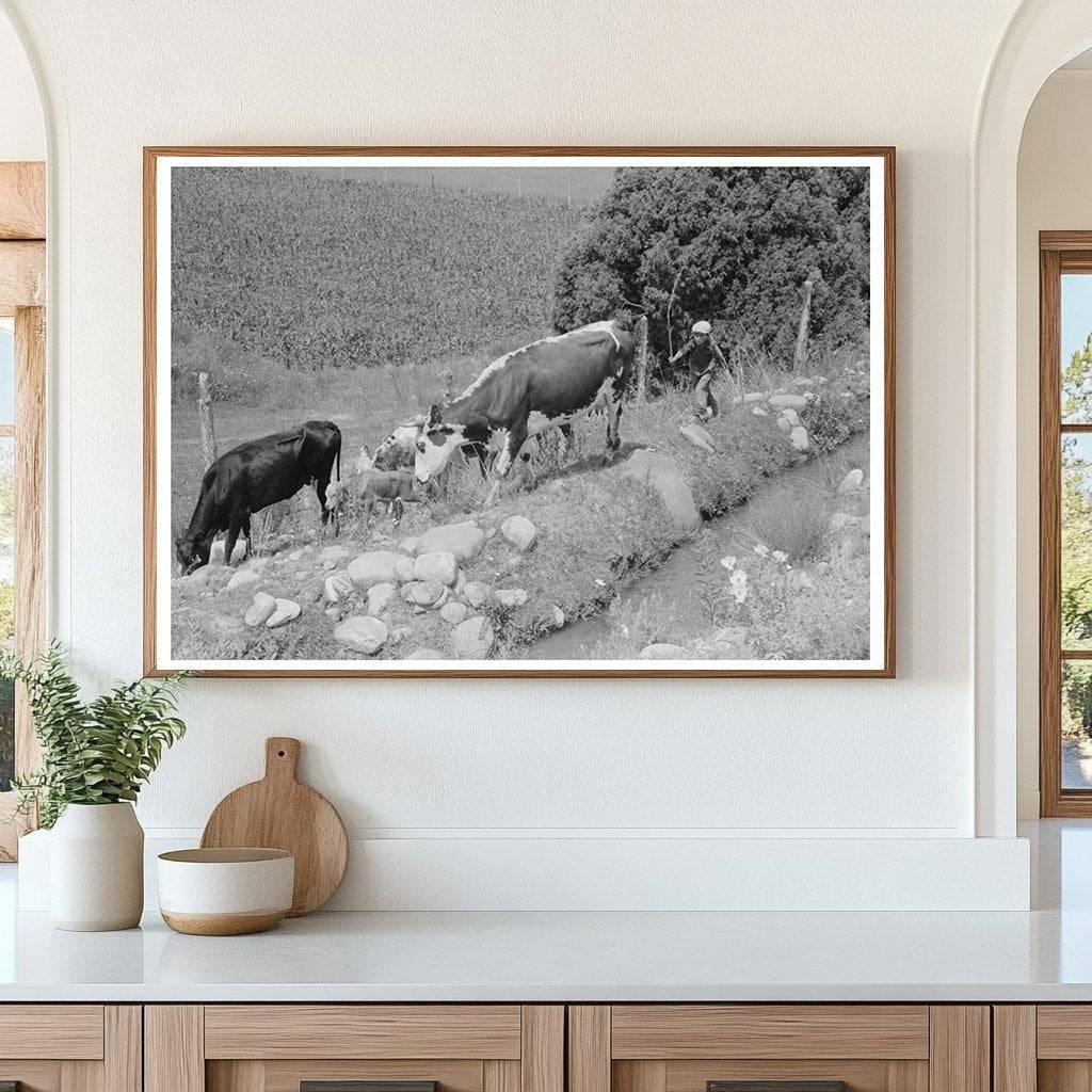 Child Tending Cows in Penasco New Mexico 1940