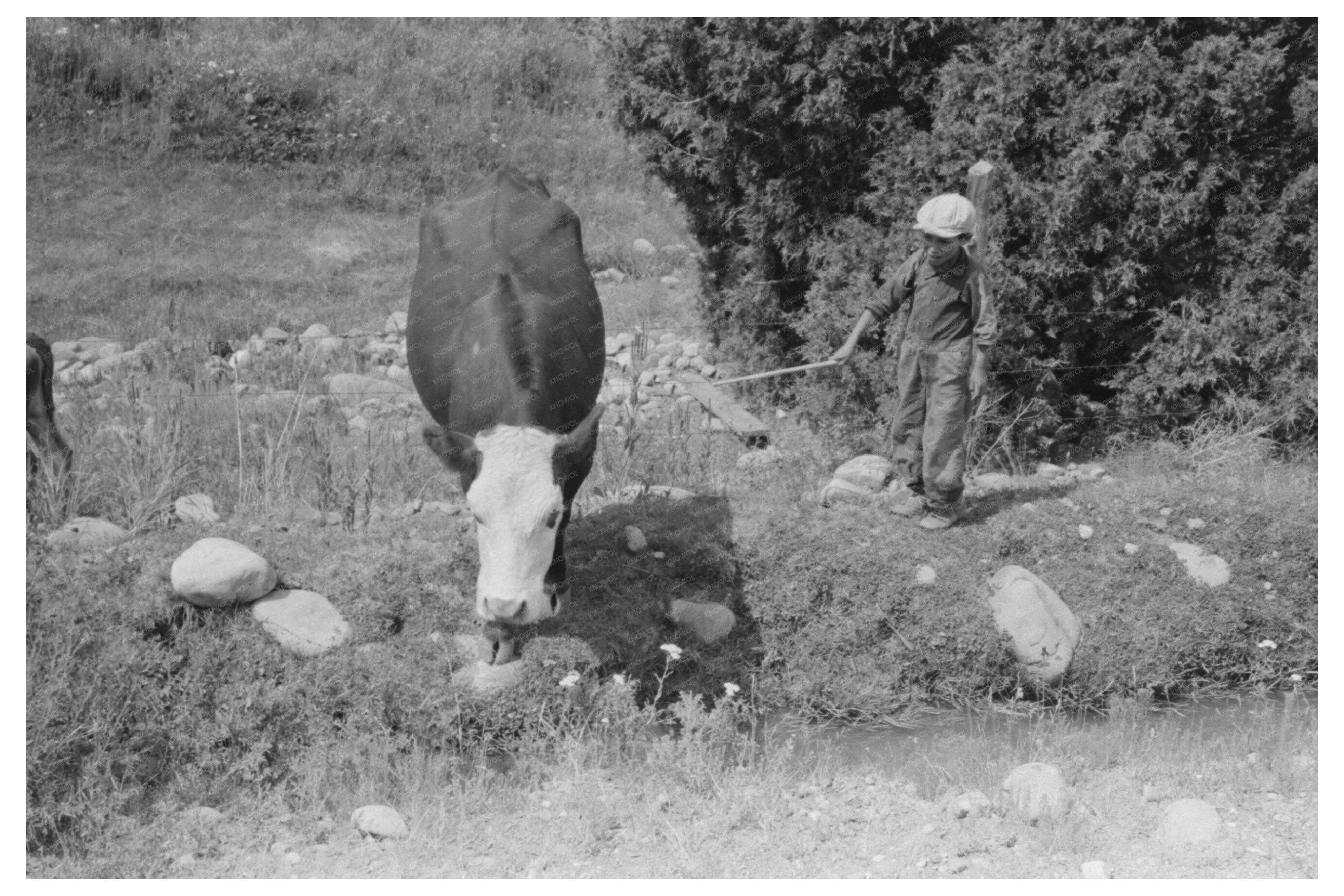 Child Tending Cows by Irrigation Ditch Penasco 1940