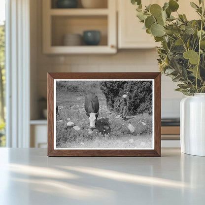 Child Tending Cows by Irrigation Ditch Penasco 1940