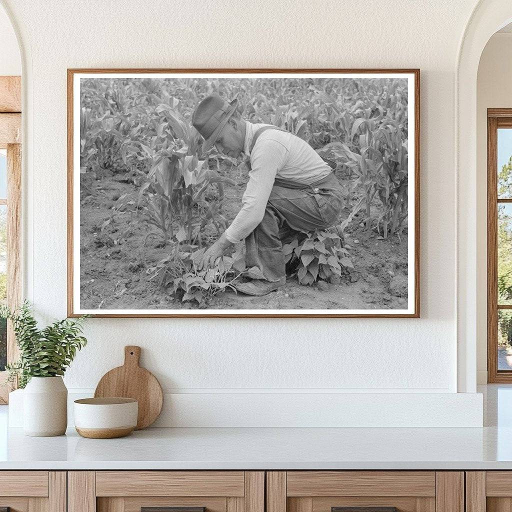 Corn and Beans Farming in Chamisal New Mexico 1940