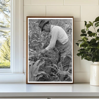 Cornfield in Chamisal New Mexico July 1940