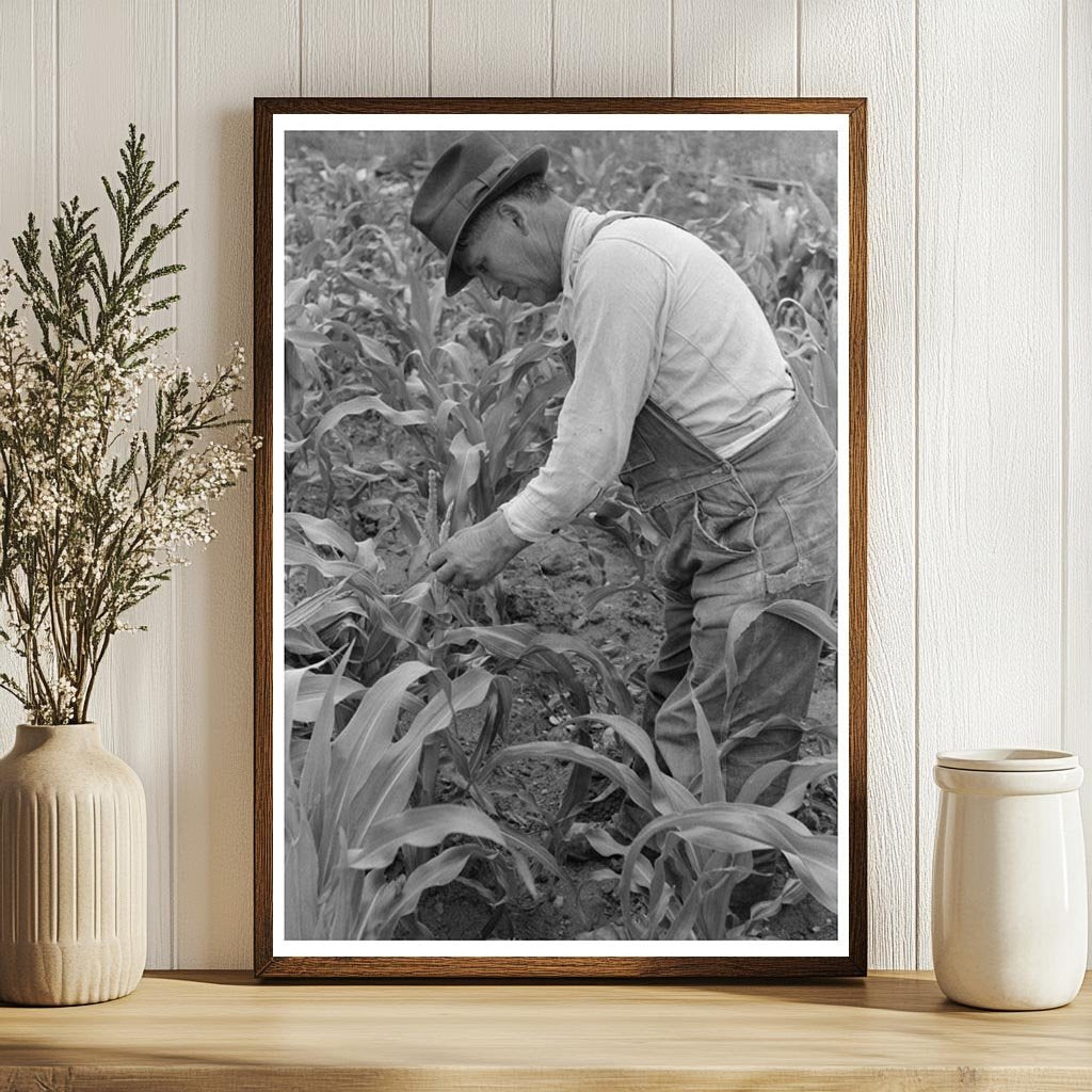 Cornfield in Chamisal New Mexico July 1940