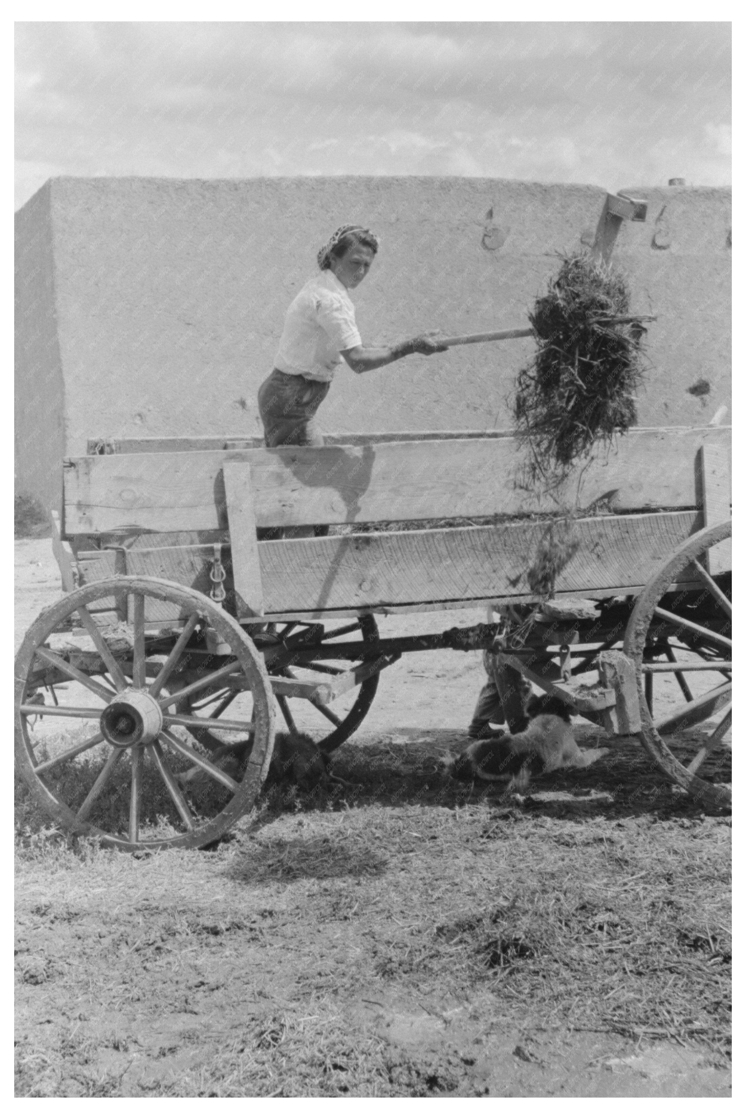 Spanish-American Woman Pitching Straw Chamisal New Mexico 1940