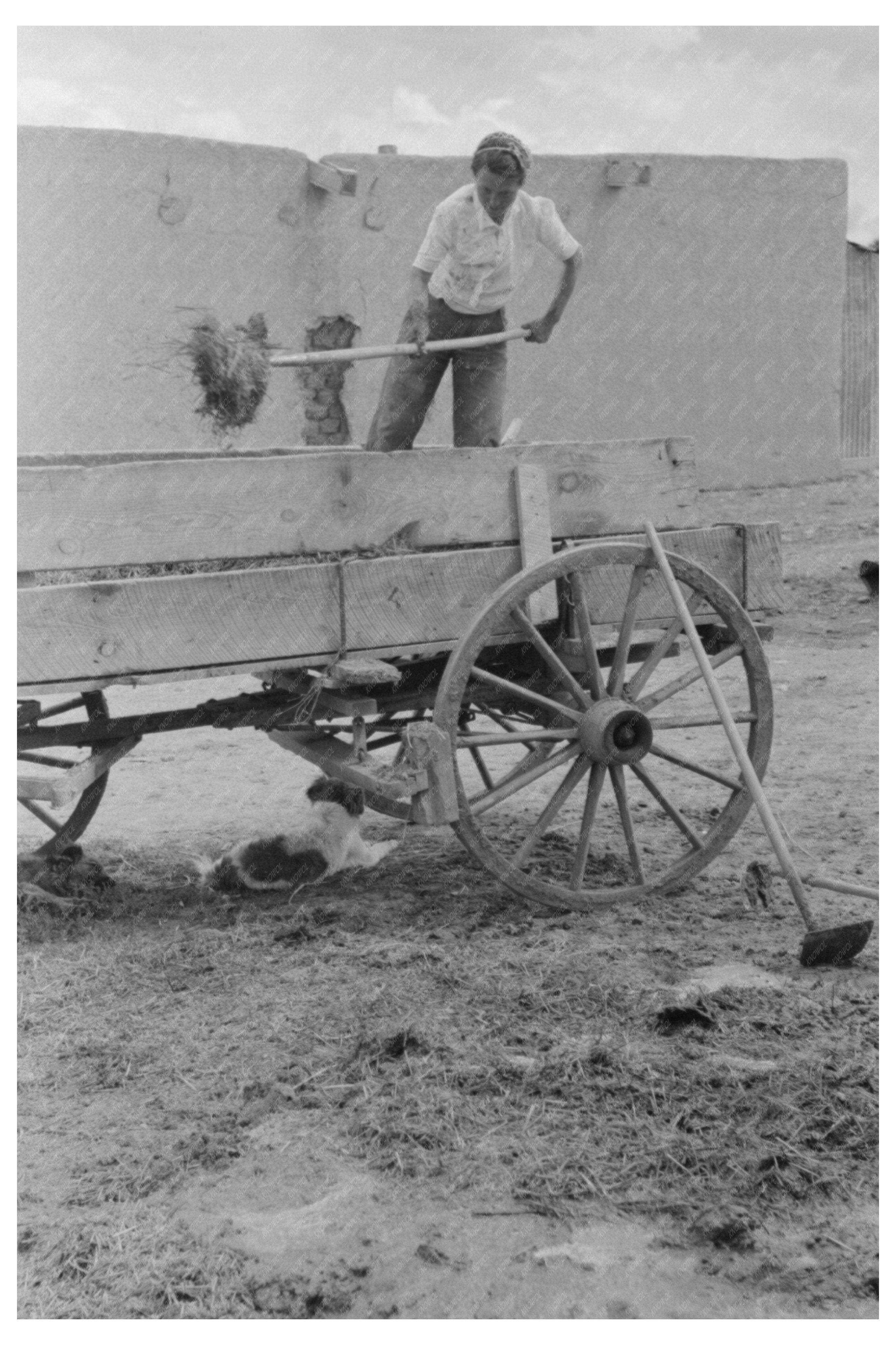 Spanish-American Woman Pitching Straw in Chamisal 1940