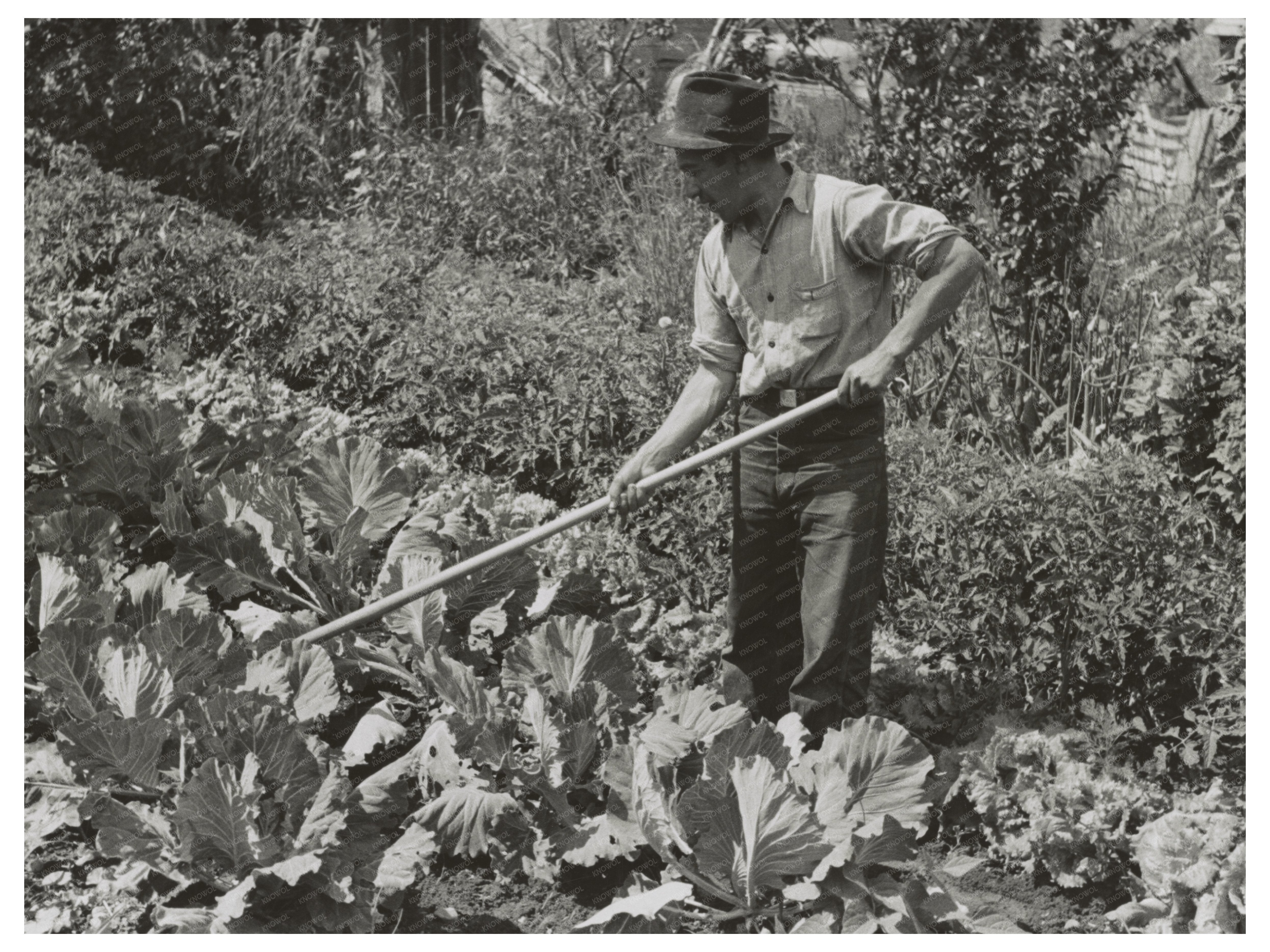 Spanish-American Farmer Working in Garden Chamisal 1940