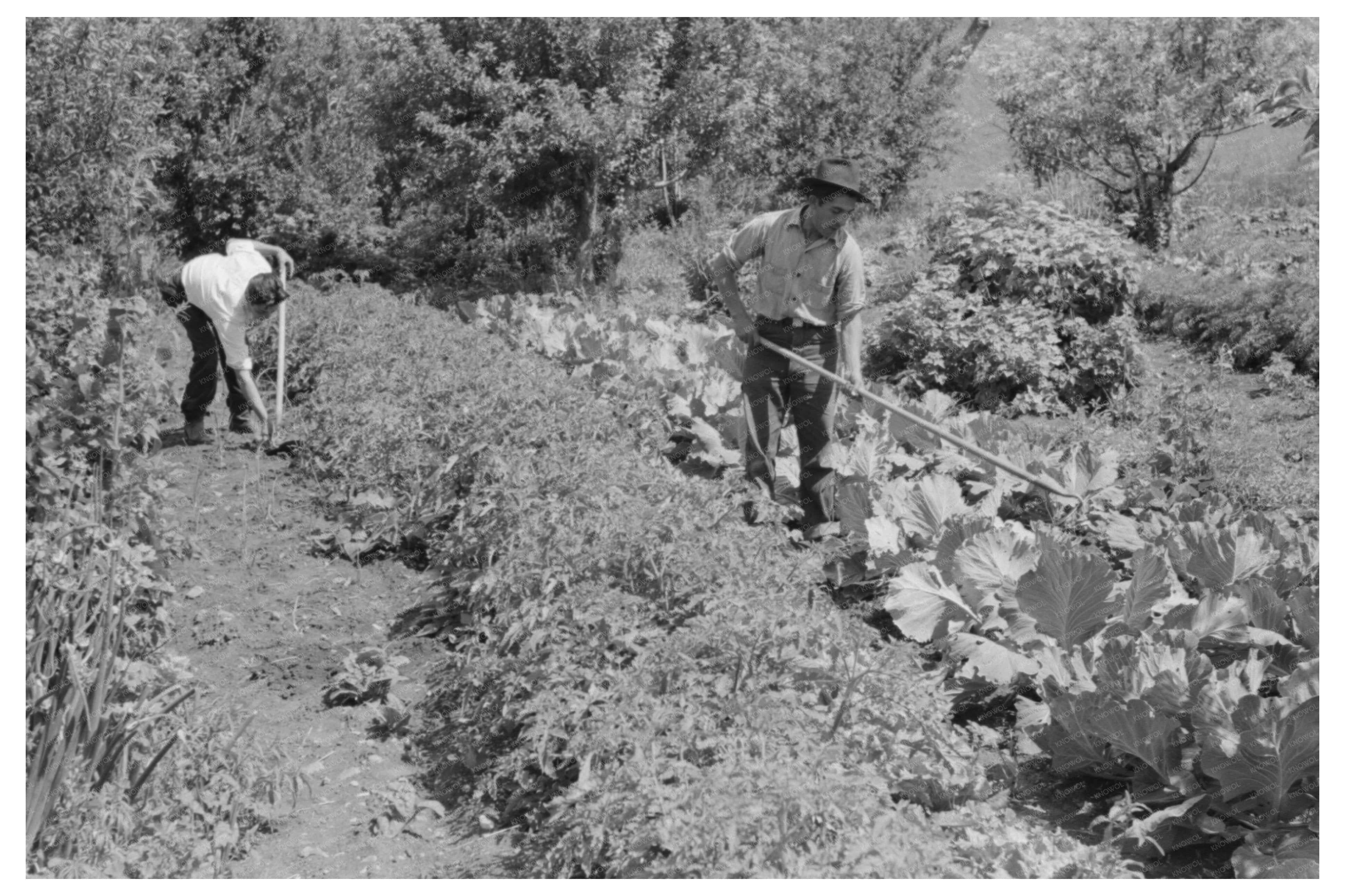 Spanish-American Farmer in Garden Chamisal New Mexico 1940