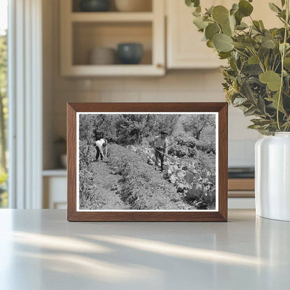 Spanish-American Farmer in Garden Chamisal New Mexico 1940