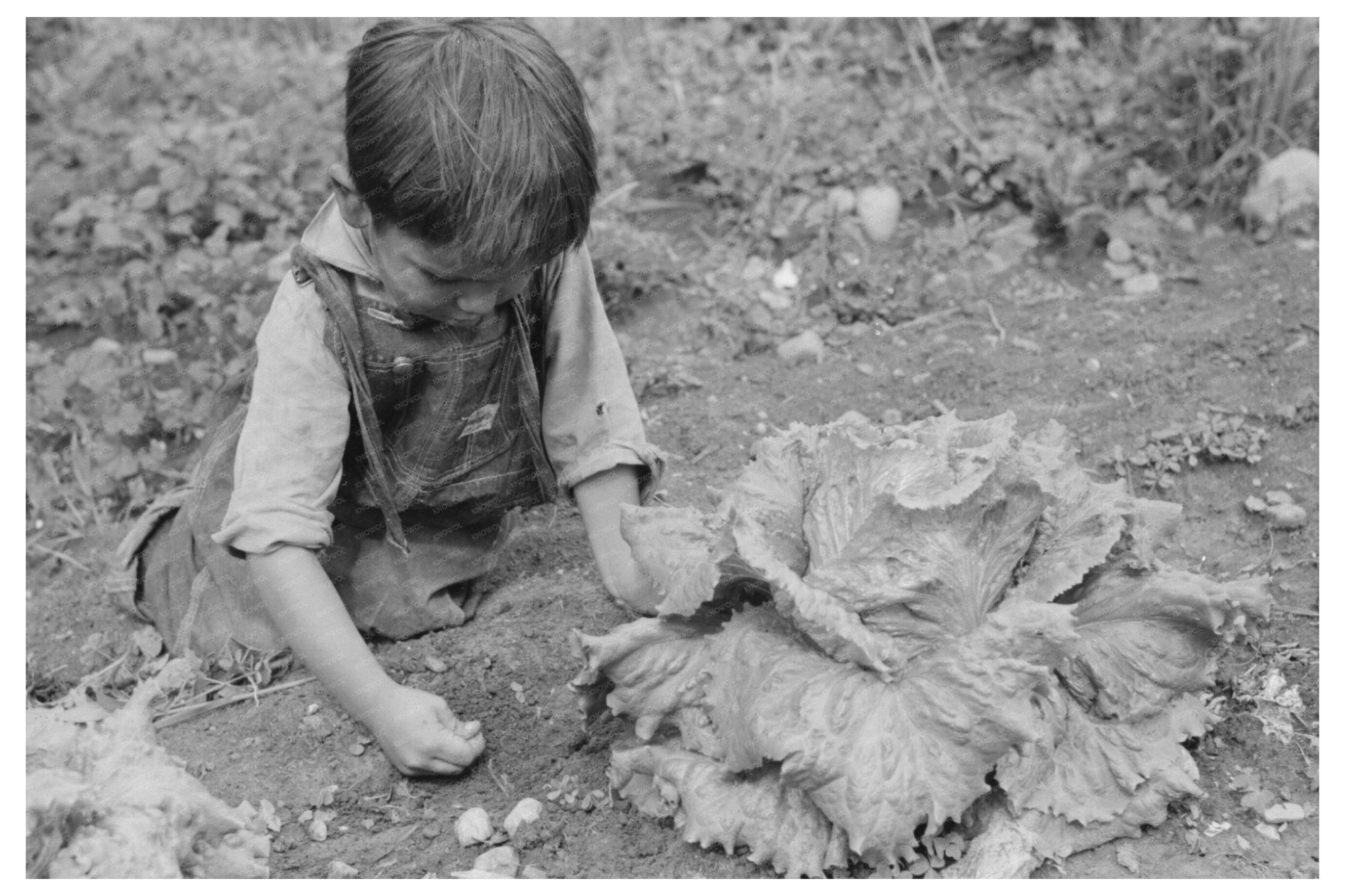 Spanish-American Boy Weeding Garden Chamisal 1940