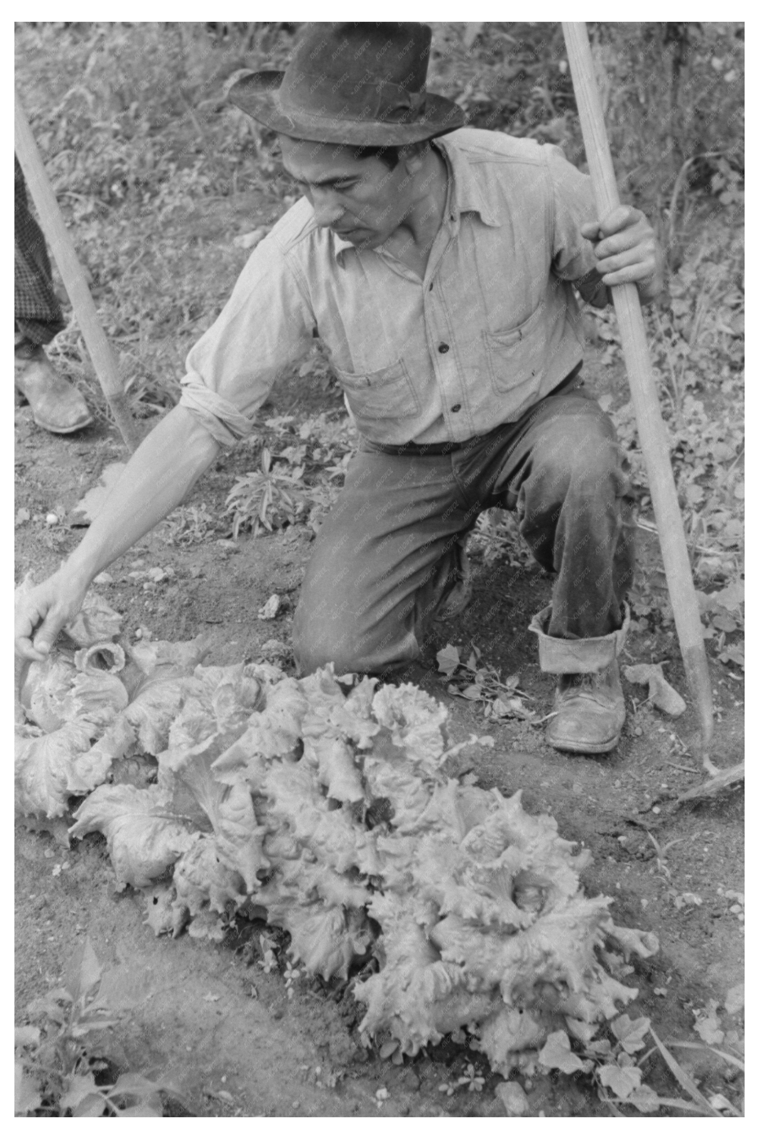 Spanish-American Farmer Gardening in Chamisal 1940
