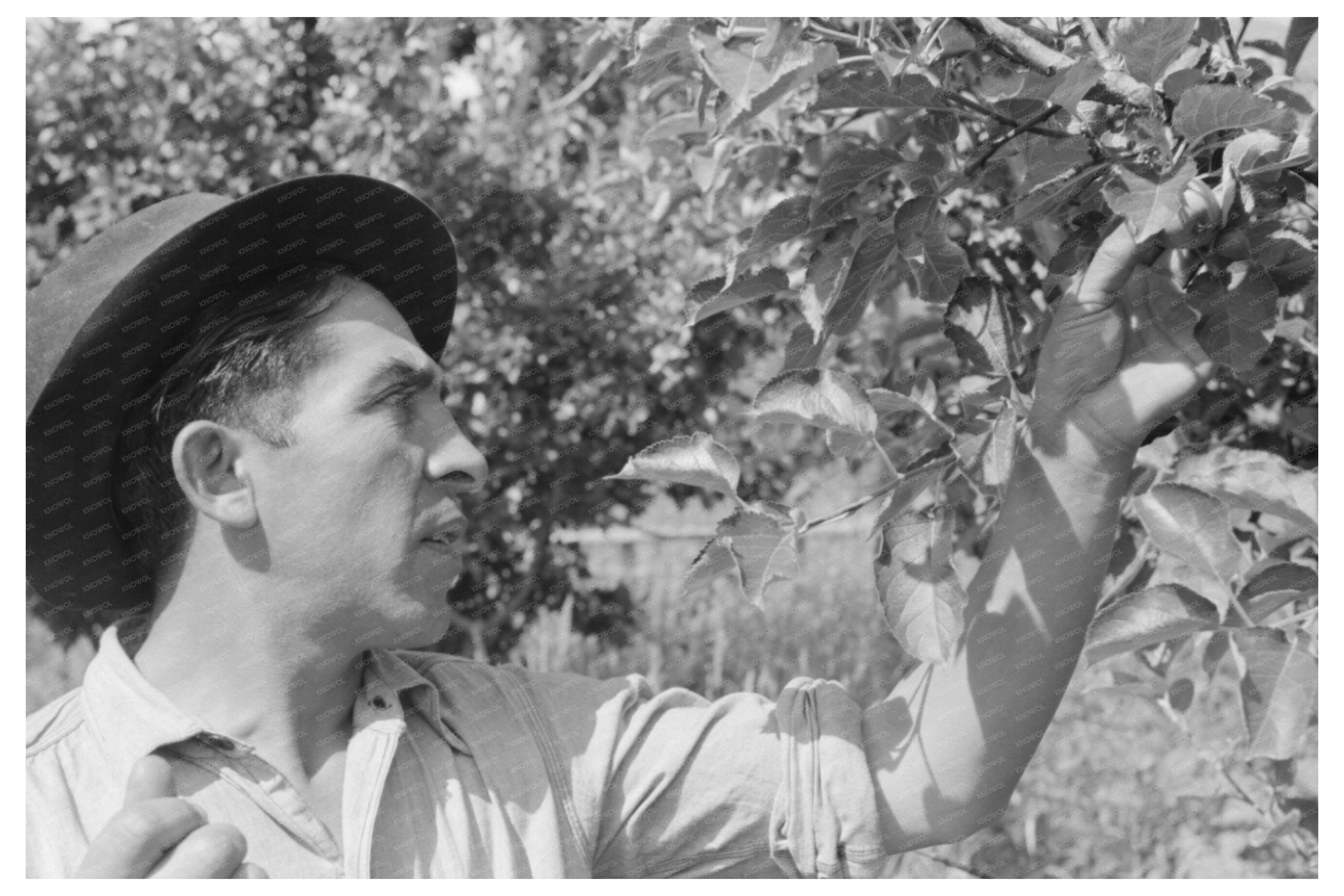 Spanish-American Farmer Gardening in Chamisal New Mexico 1940
