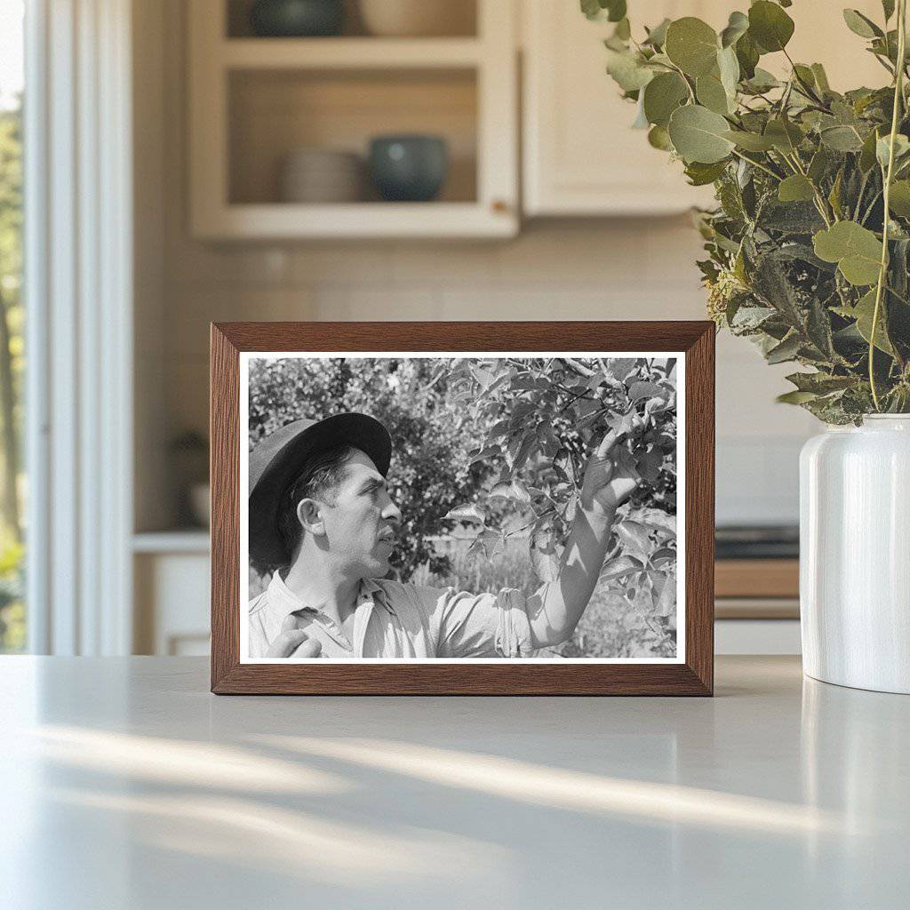 Spanish-American Farmer Gardening in Chamisal New Mexico 1940