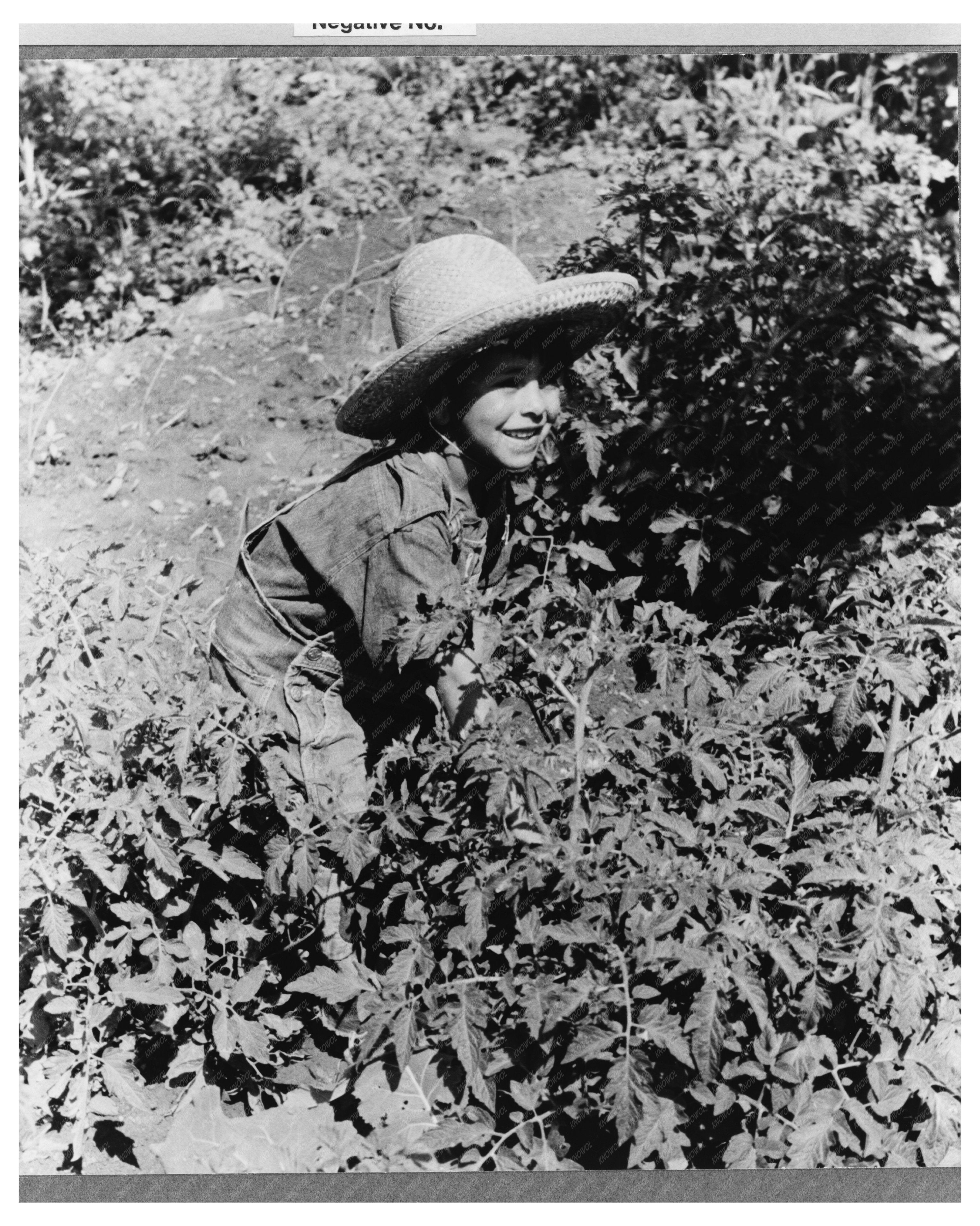 Spanish-American Boy in Tomato Plants Chamisal 1940